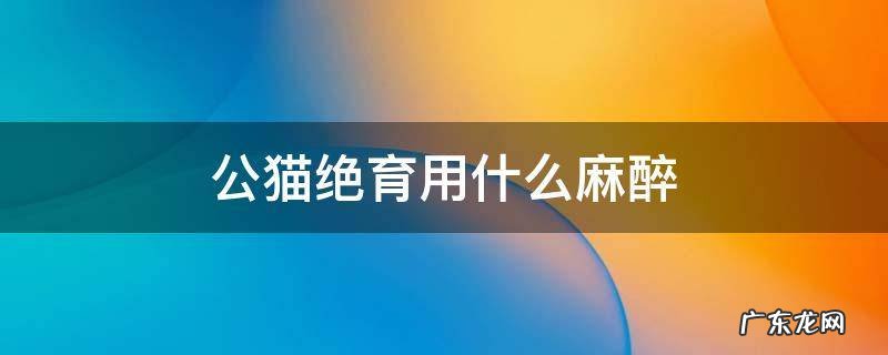 公猫绝育用什么麻醉 公猫绝育可以用局部麻醉吗