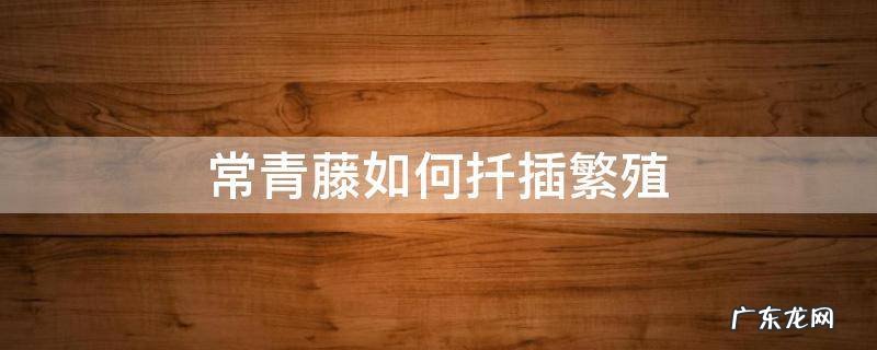 常青藤怎样扦插成活率高啊 常青藤如何扦插繁殖