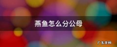 七彩燕鱼怎么分公母 燕鱼怎么分公母