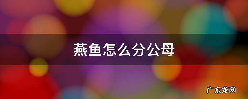 七彩燕鱼怎么分公母 燕鱼怎么分公母
