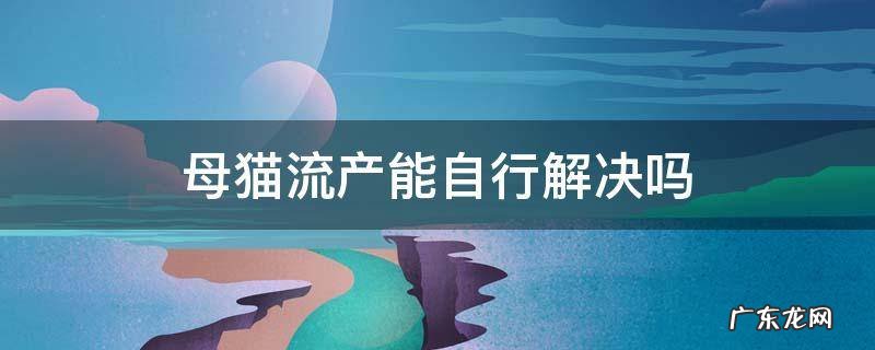 如何预防母猫流产 母猫流产能自行解决吗