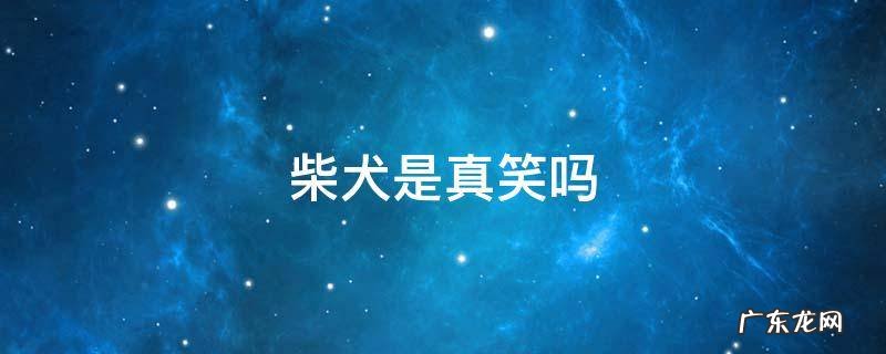 柴犬是真的在笑吗 柴犬是真笑吗