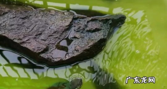 静水 乌龟喜欢静水还是动水