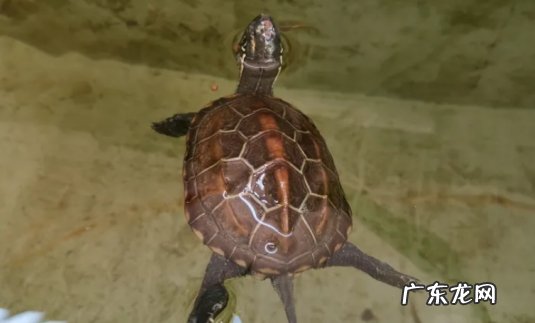 静水 乌龟喜欢静水还是动水