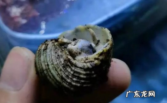 死亡 把寄居蟹强行拉出来会怎样