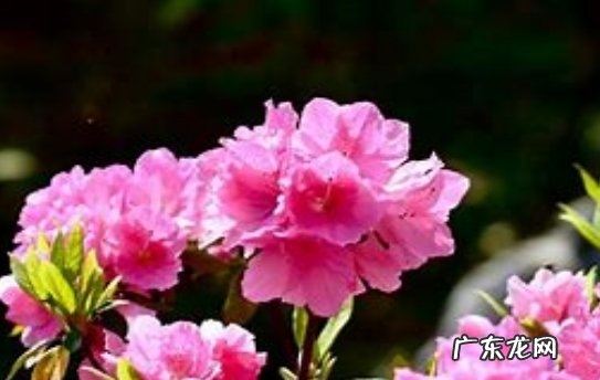 根据季节 杜鹃花几天浇一次水比较好