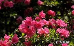 根据季节 杜鹃花几天浇一次水比较好