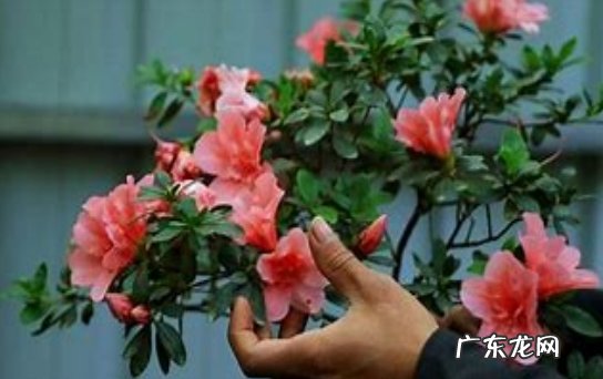 根据季节 杜鹃花几天浇一次水比较好