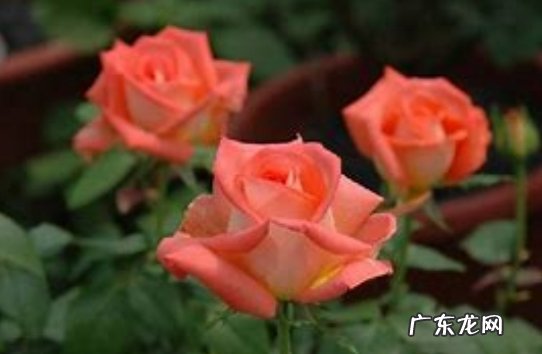 可以 玫瑰可以冬天栽种吗