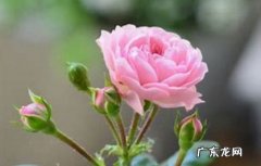 可以 玫瑰可以冬天栽种吗