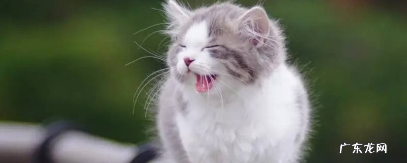 猫咪几个月会得细小 小猫得几个月能抗细小病毒