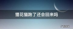 养了1年半的狸花猫跑了 狸花猫跑了还会回来吗