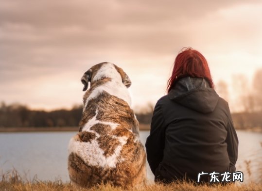 28岁 三年狗相当于人的多大岁数