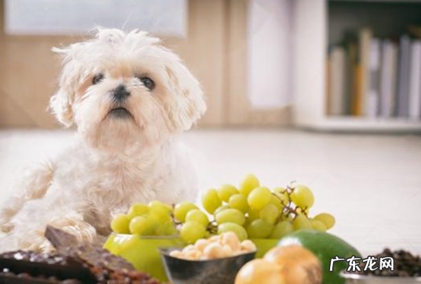 能吃 狗狗能吃维生素e吗 会中毒吗
