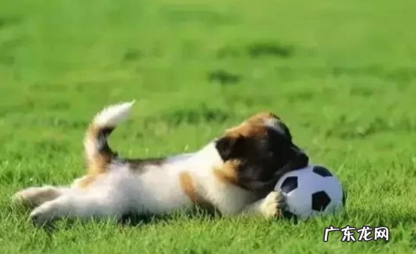 能吃 狗狗能吃维生素e吗 会中毒吗