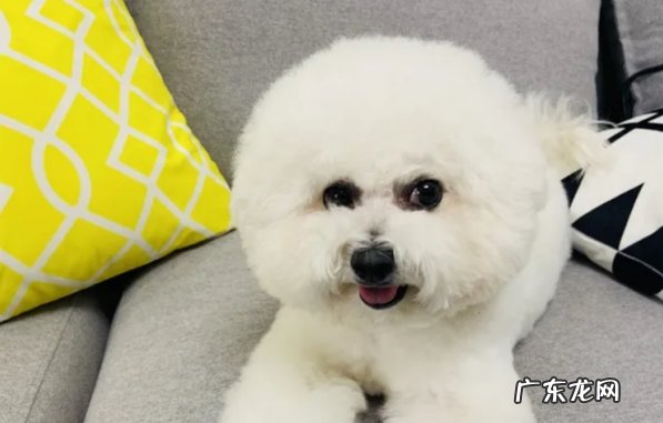 比熊犬掉毛严重吗 怎么办(不严重)