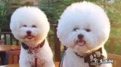 比熊犬掉毛严重吗 怎么办（不严重)