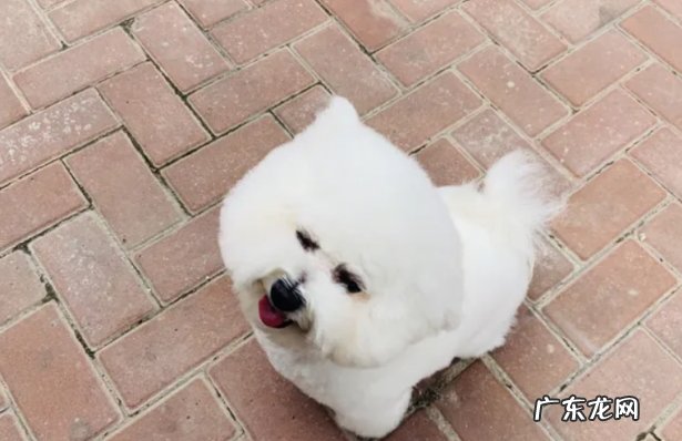 比熊犬掉毛严重吗 怎么办(不严重)