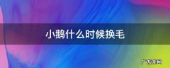小鹅什么时候换毛 鹅什么时候换毛呢