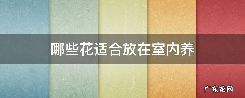 请问什么花最适合放在室内养 哪些花适合放在室内养