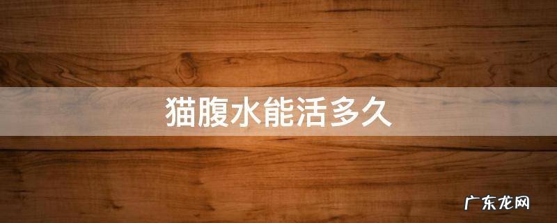 猫腹水能活多久 猫咪腹水能活多长时间