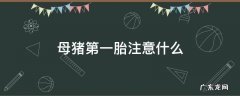 母猪第一胎要注意什么? 母猪第一胎注意什么