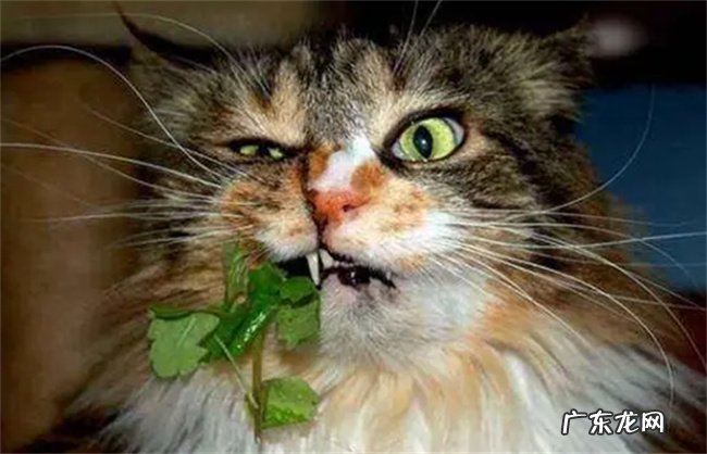 产生幻觉、兴奋 猫薄荷对猫有什么作用