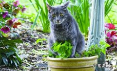 产生幻觉、兴奋 猫薄荷对猫有什么作用