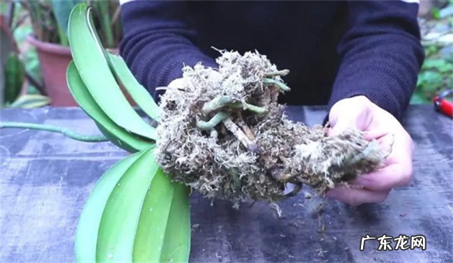 处理方法 蝴蝶兰烂根了怎么处理能救活