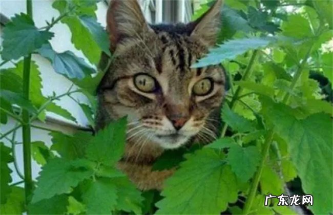 猫薄荷的种植方法 猫薄荷的猫咪的影响以及注意事项