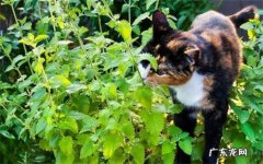 猫薄荷的种植方法 猫薄荷的猫咪的影响以及注意事项