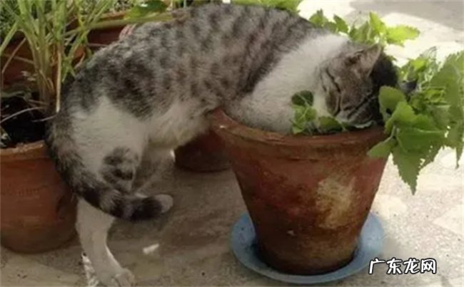 猫薄荷的种植方法 猫薄荷的猫咪的影响以及注意事项