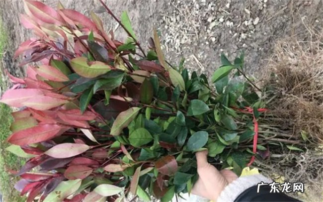 初冬时期可以移栽 红叶石楠冬天可以移栽吗