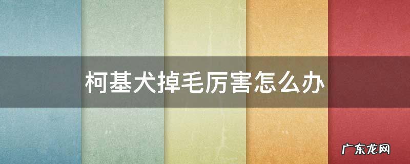 柯基犬掉毛厉害怎么办 柯基犬掉毛厉不厉害