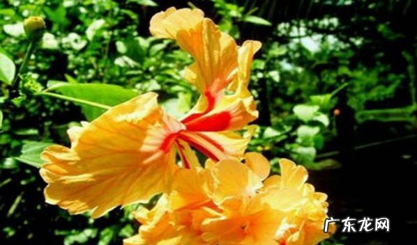 锦葵科木槿属植物 扶桑树是什么树