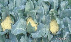 每年的6月到9月份 花椰菜种植时间和方法