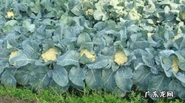每年的6月到9月份 花椰菜种植时间和方法