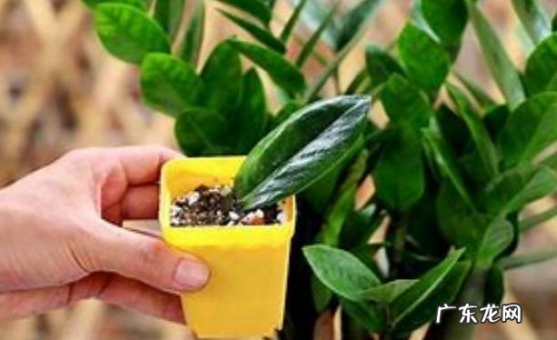 养护方法 金钱树的浇水方法