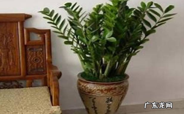 养护方法 金钱树的浇水方法