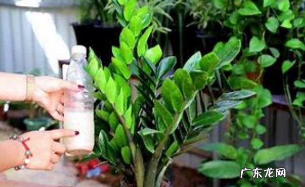 养护方法 金钱树的浇水方法