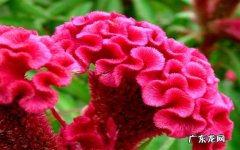 不可以 鸡冠花一年四季都可以种吗