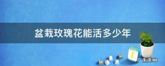 盆栽玫瑰花的寿命 盆栽玫瑰花能活多少年