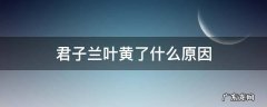 君子兰叶黄了是什么原因 君子兰叶黄了什么原因