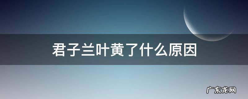 君子兰叶黄了是什么原因 君子兰叶黄了什么原因