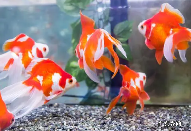 金鱼的饲养方法及注意事项