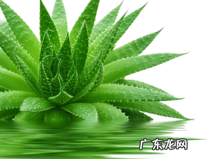 如何让芦荟安全越冬 冬季养殖注意事项