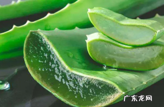 掐断的芦荟如何种植 有哪些要点