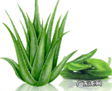 芦荟原产于哪儿附芦荟种植技巧