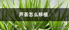 芦荟怎么移植 注意事项