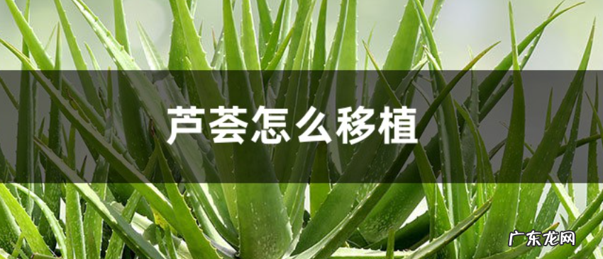 芦荟怎么移植 注意事项